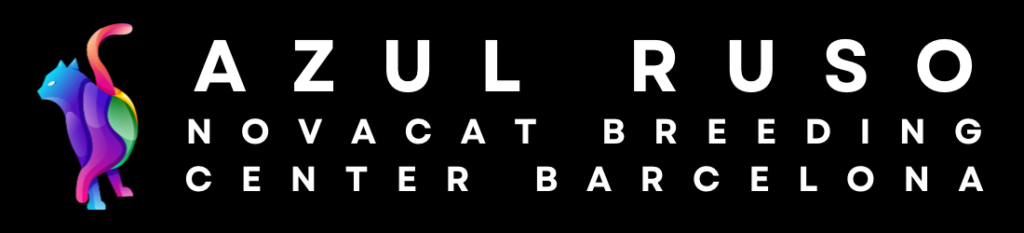 criadero gatos azul ruso barcelona Projecte per Nest Gentilis: Web i SEO per Criadors de Gats Russian Blue